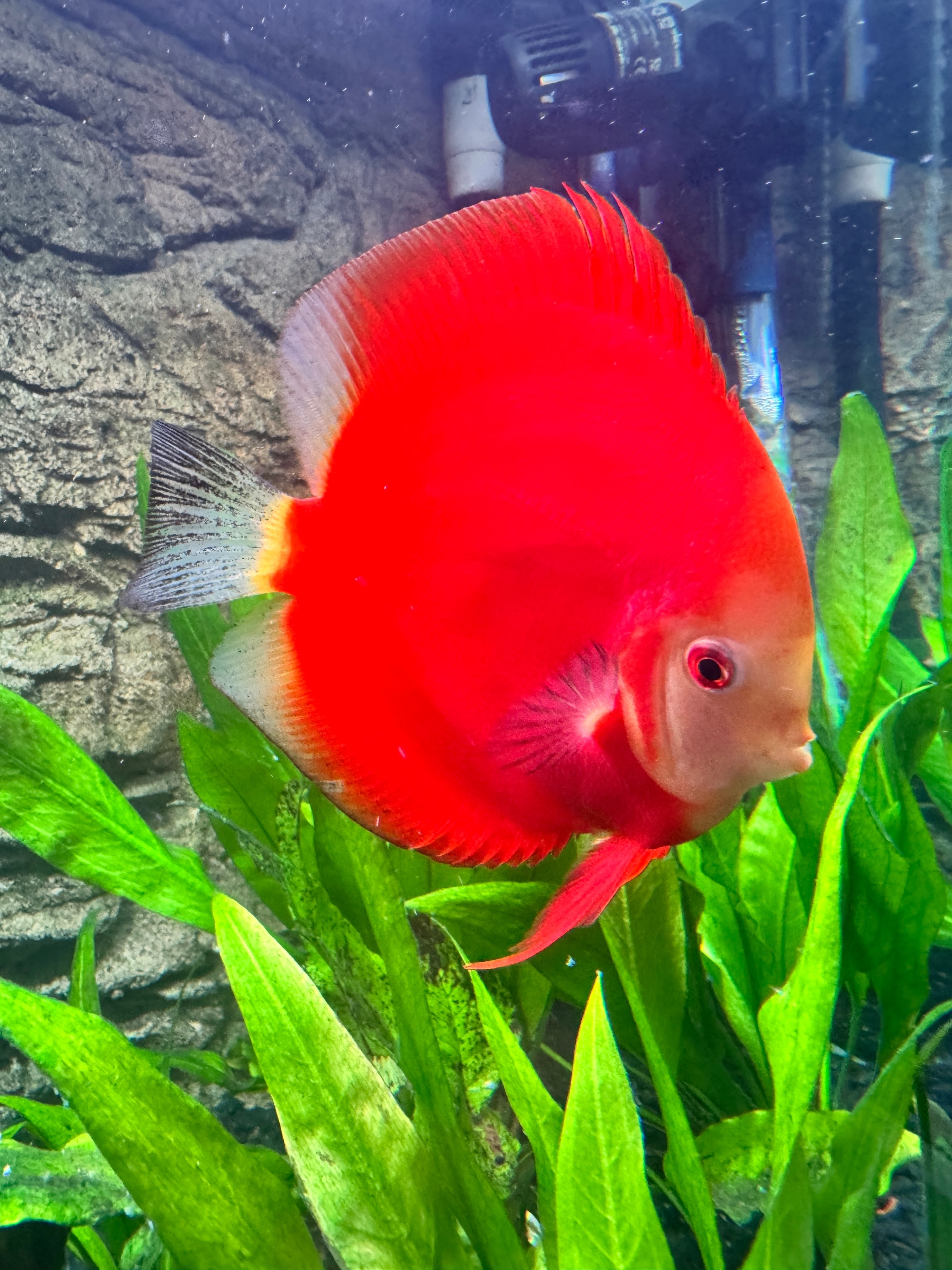 Discus feeding
