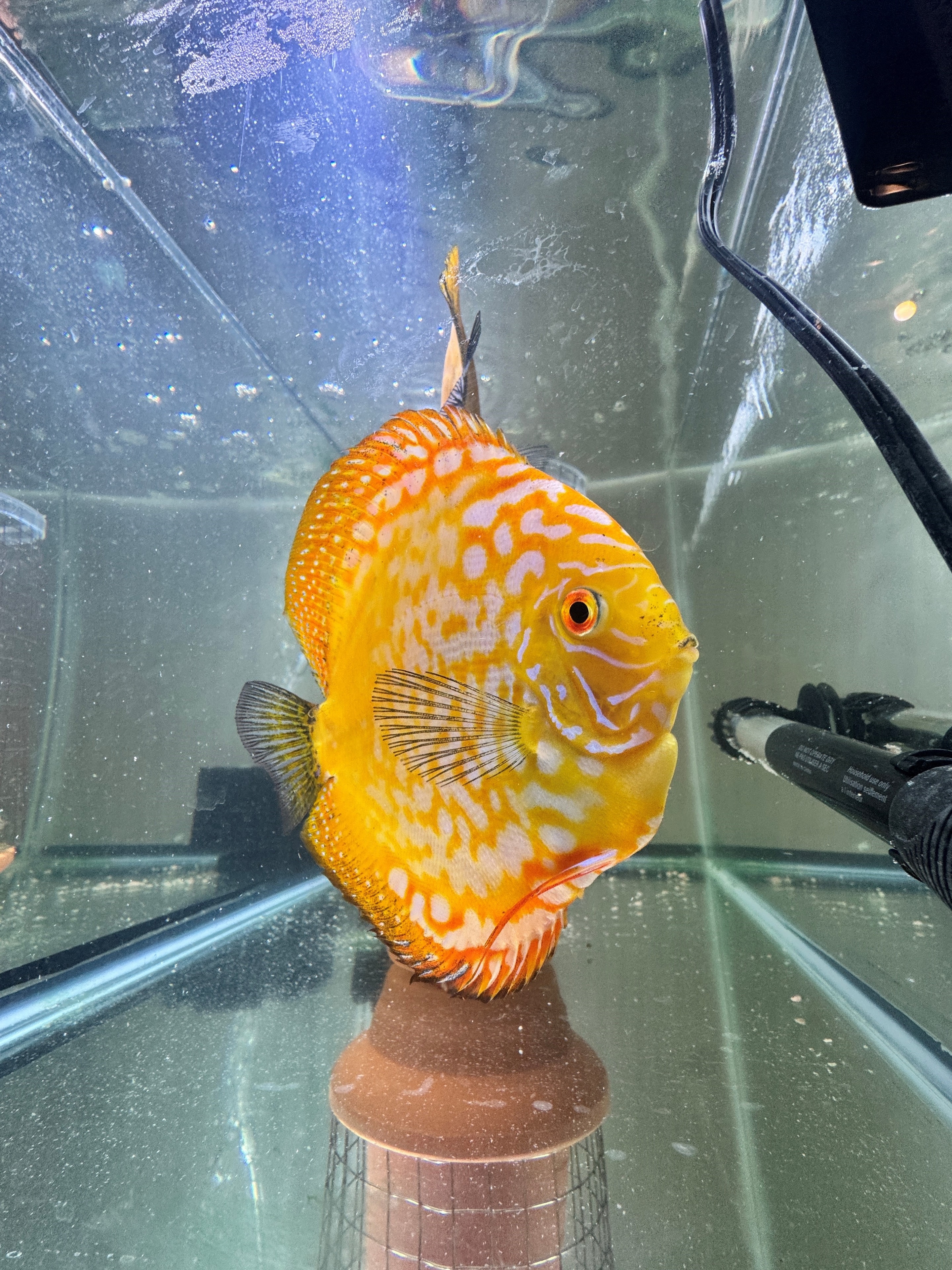 Yellow Maize Pigeon Discus